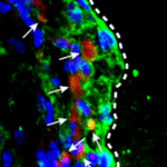 55ee0c6d-0617-4eef-ae0d-3737ddcba757