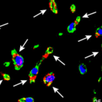 e04d490d-11b8-4b26-87f1-dd40d77c1c7e